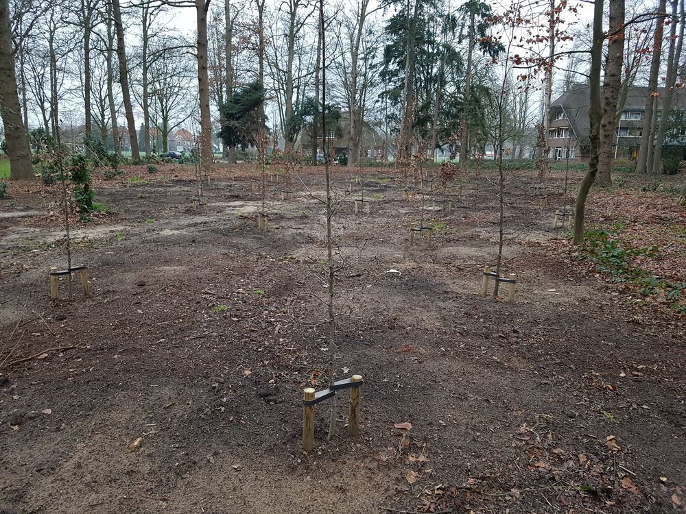 Jonge eiken herplant in stormbeschadigd bos op Brinkgreven