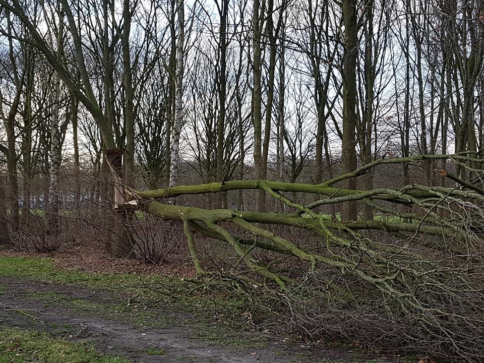 Ruimen van omgewaaide bomen na stormschade op Brinkgreven in Deventer